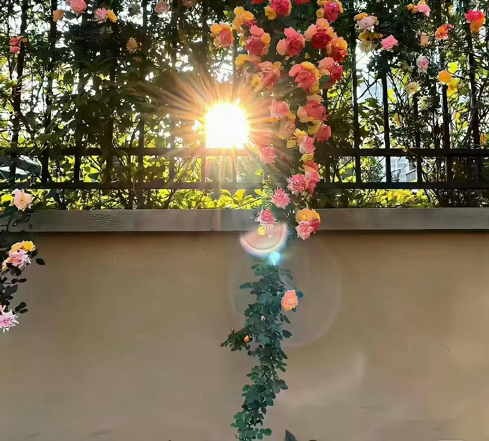 夏季花.jpg